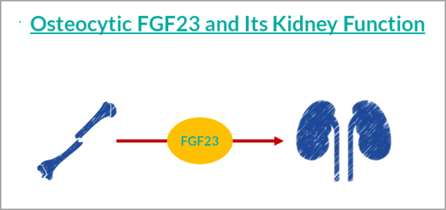 重大突破！研发FGF23项目，精准诊断CKD及CKD-MBD